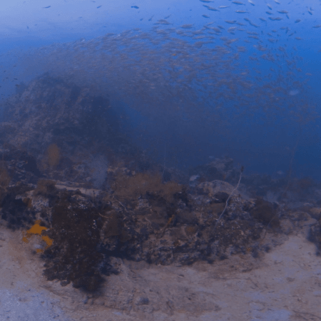 Reefscape Serenity: Shoaling Fish