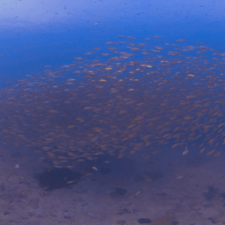 Anthias Swarm: Reef Chase