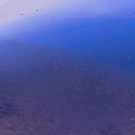 Swirling Baitfish Vortex