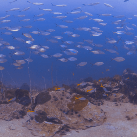 Silver School Over Rocky Reef