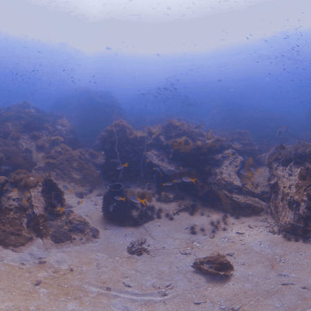 Yellowtail Reef Haven