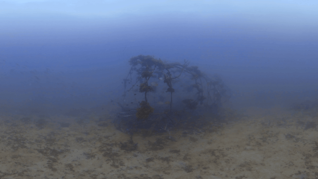 Rabbitfish Refuge: Artificial Reef Life