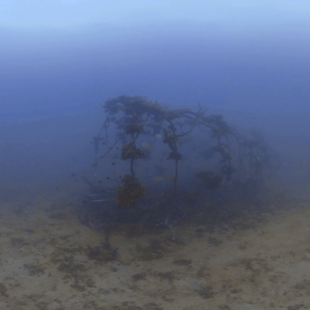 Rabbitfish Refuge: Artificial Reef Life