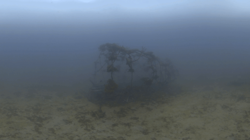 Rabbitfish Home: Artificial Reef Haven