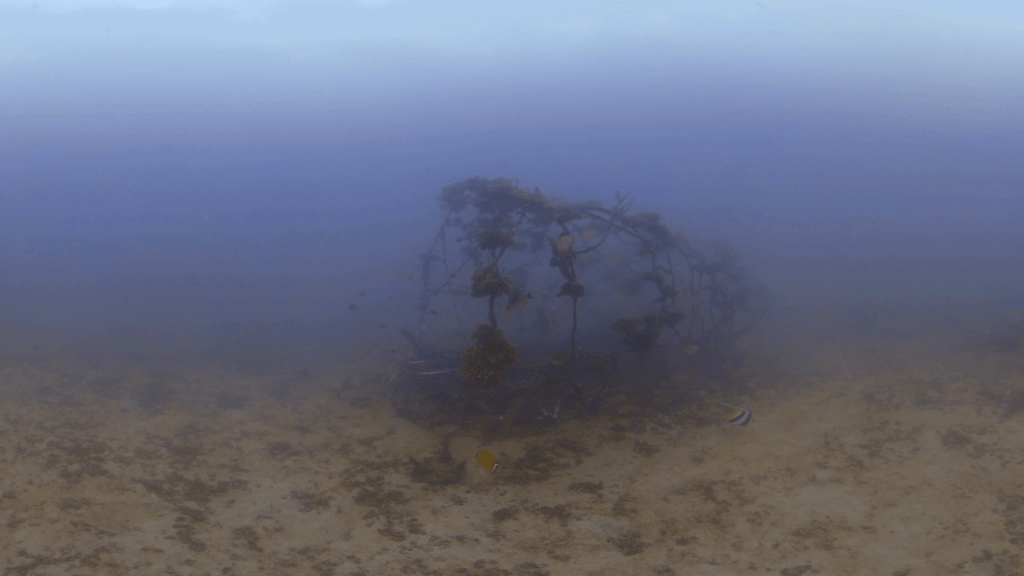 Artificial Reef Haven
