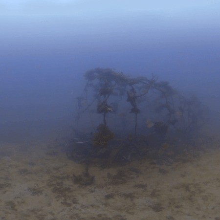 Rabbitfish Refuge: Artificial Reef Life