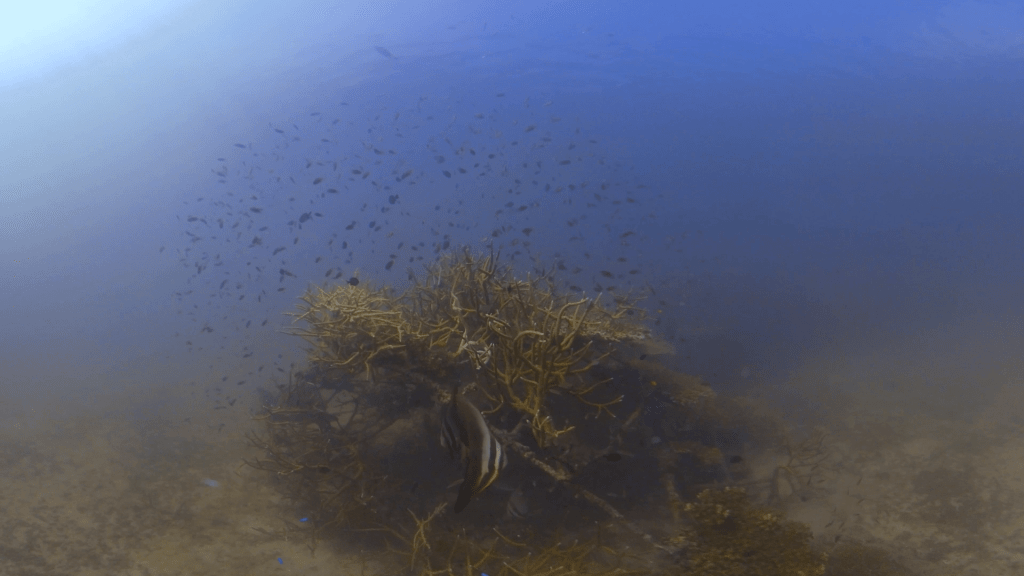 Batfish Haven: Thriving Artificial Reef