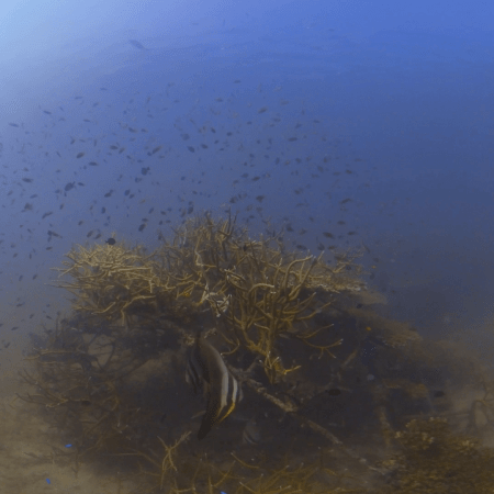 Batfish Haven: Thriving Artificial Reef