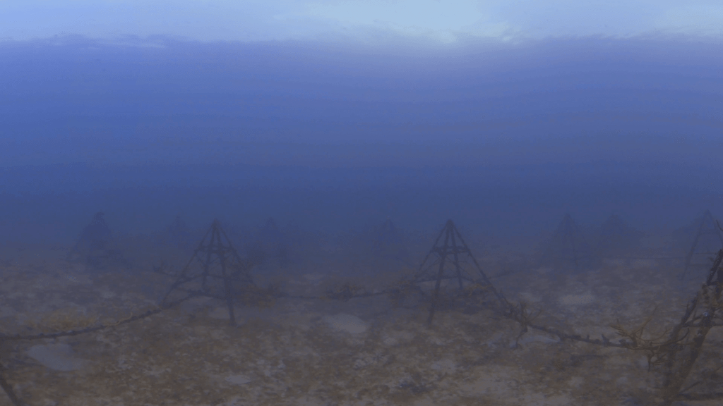 Pyramid Reef: Coral Growth on Structures