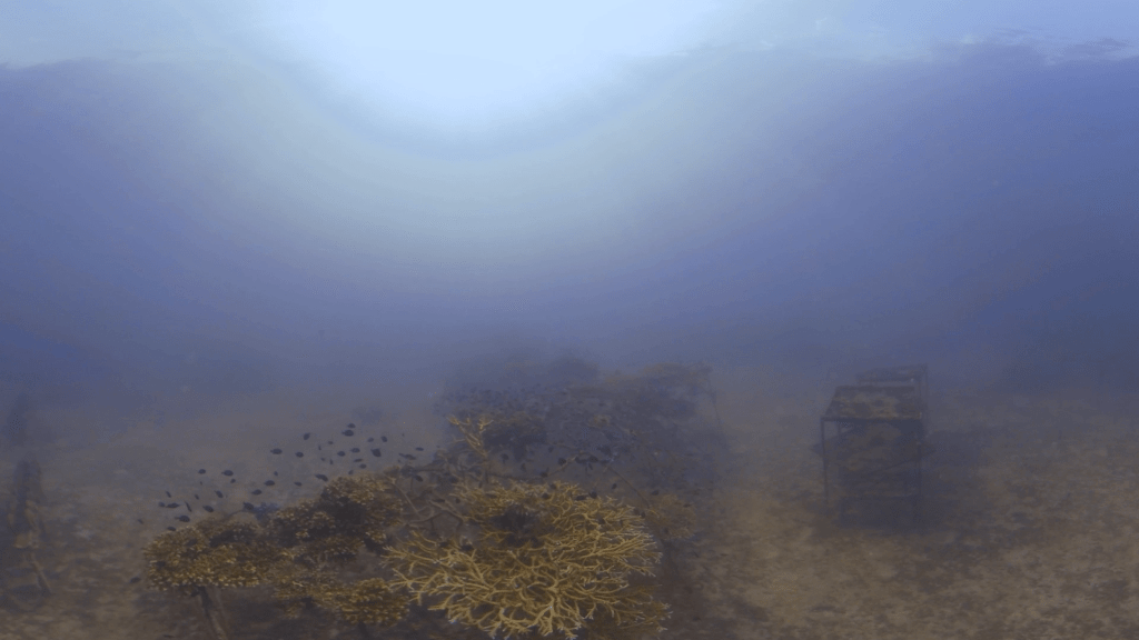 Artificial Reef Haven