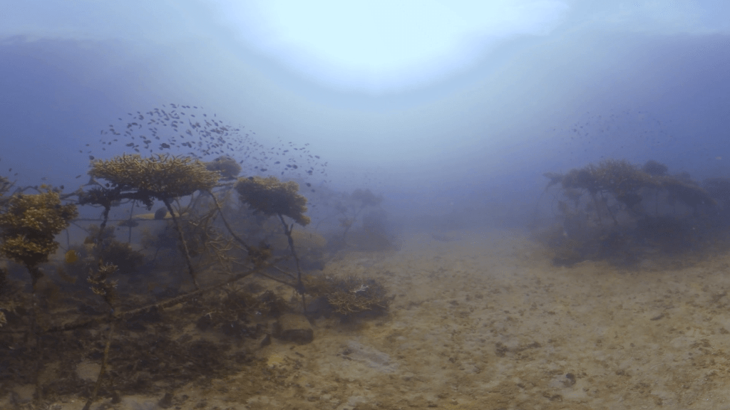 Artificial Reef Life