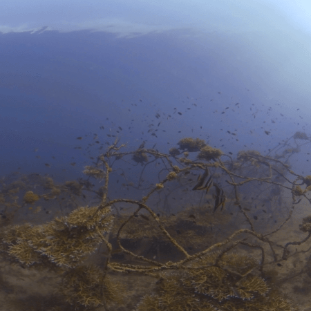 Coral Encrusted Reef Balls