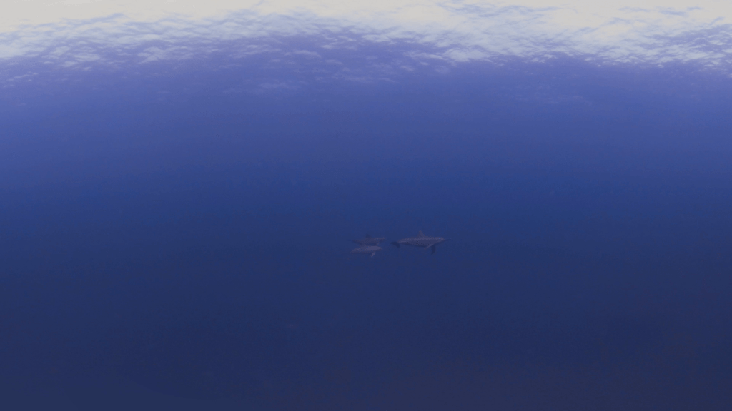 Dolphin Dance: Surface Play