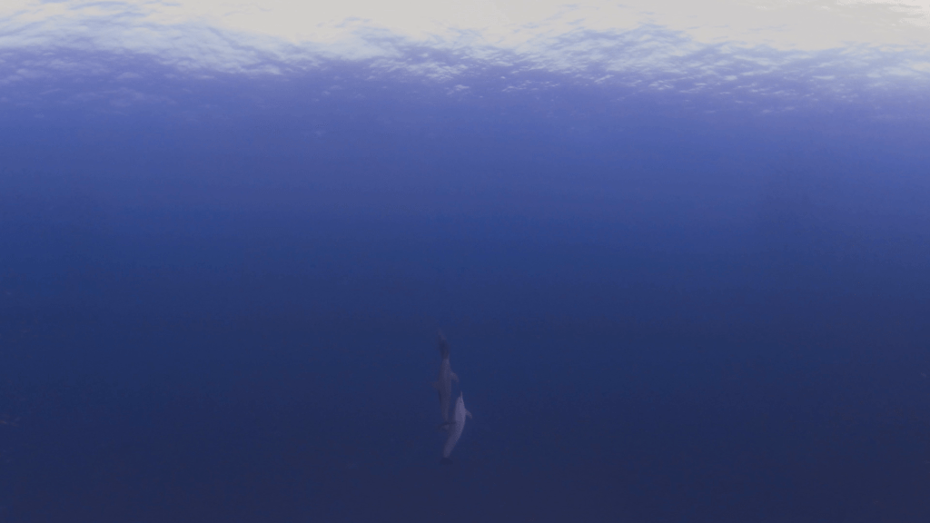 Dolphins in Deep Blue