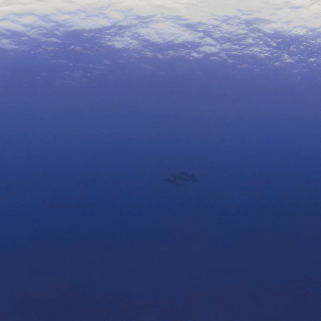 Dolphins in the Deep Blue