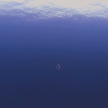 Dolphins in Deep Blue