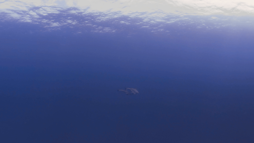 Dolphin Duo: Deep Blue Dive