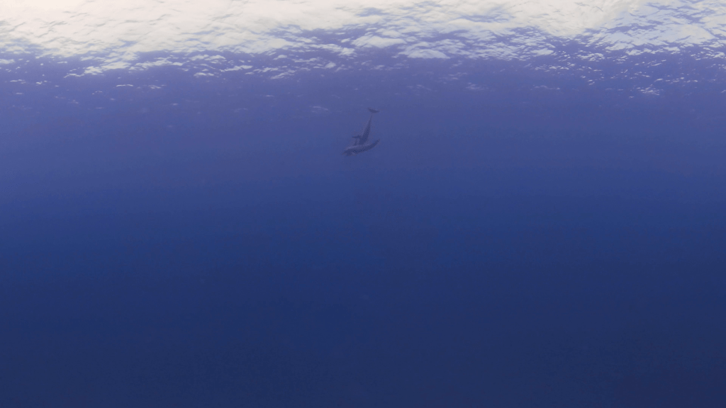 Dolphin Dance: Sunlit Surface Play