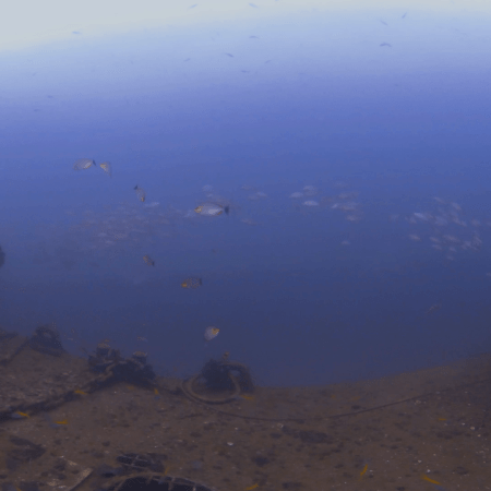 Wreck's Stern: Rabbitfish Haven