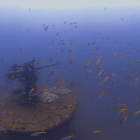 WWII Wreck: Gun & Yellowtail School