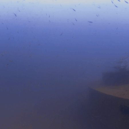 Wreck Snappers: WWII Ship's Living Reef