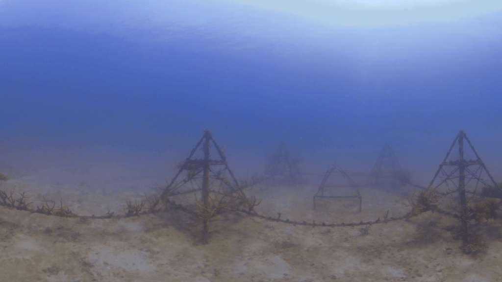 Coral Pyramids: Reef Restoration Project