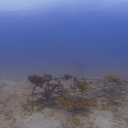 Coral Cradle: Life on a Submerged Cart