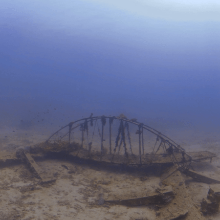 Sydney Bridge Reef: An Artificial Ecosystem
