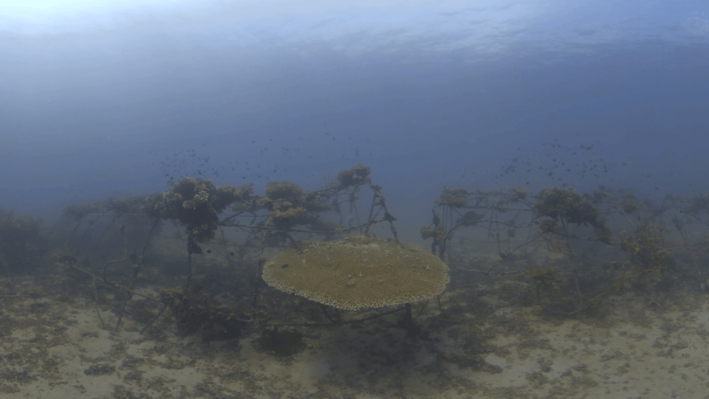Reclaimed Reef: Table Coral Oasis