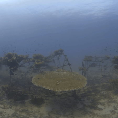 Reclaimed Reef: Table Coral Oasis