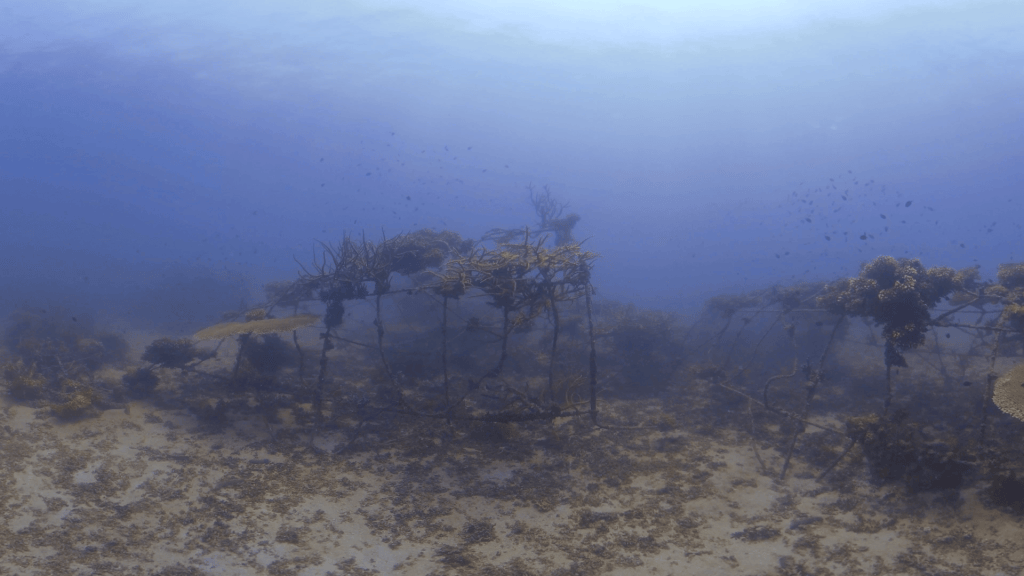 Reef Structure: Damselfish & Table Coral