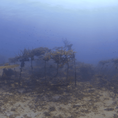 Reef Structure: Damselfish & Table Coral