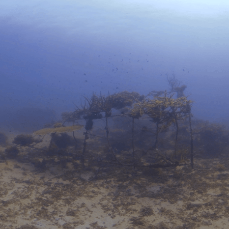 Damselfish Haven: Artificial Reef Life
