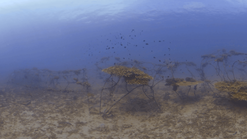 Coral Structures: Artificial Reef Revival