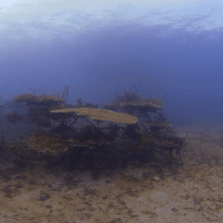 Damselfish City: Artificial Reef Life
