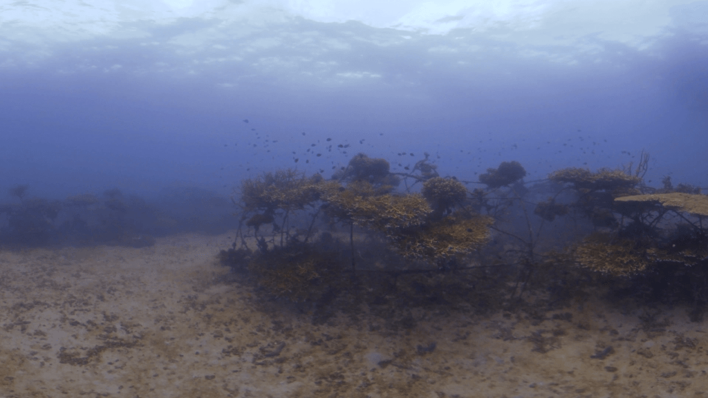 Damselfish Haven: Artificial Reef Life