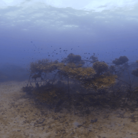 Damselfish Haven: Artificial Reef Life
