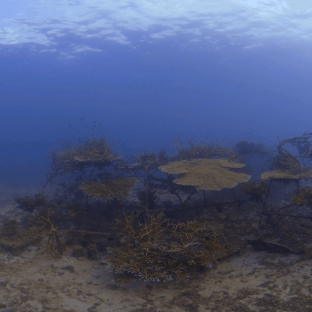 Coral City: Artificial Reef Haven