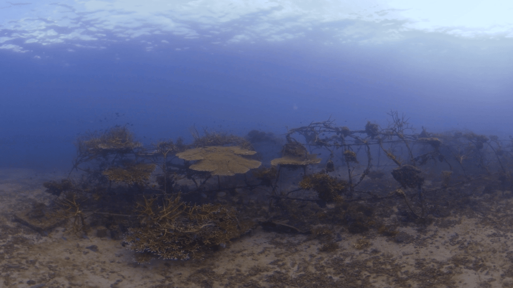 Coral Oasis: Artificial Reef Bloom