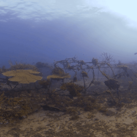 Coral Haven: Artificial Reef Thrives