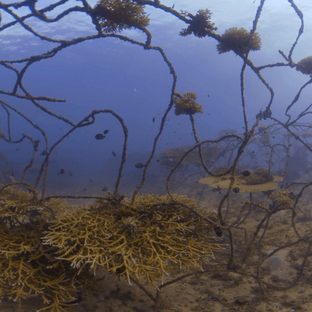 Coral Encrusted Artificial Reef Interior