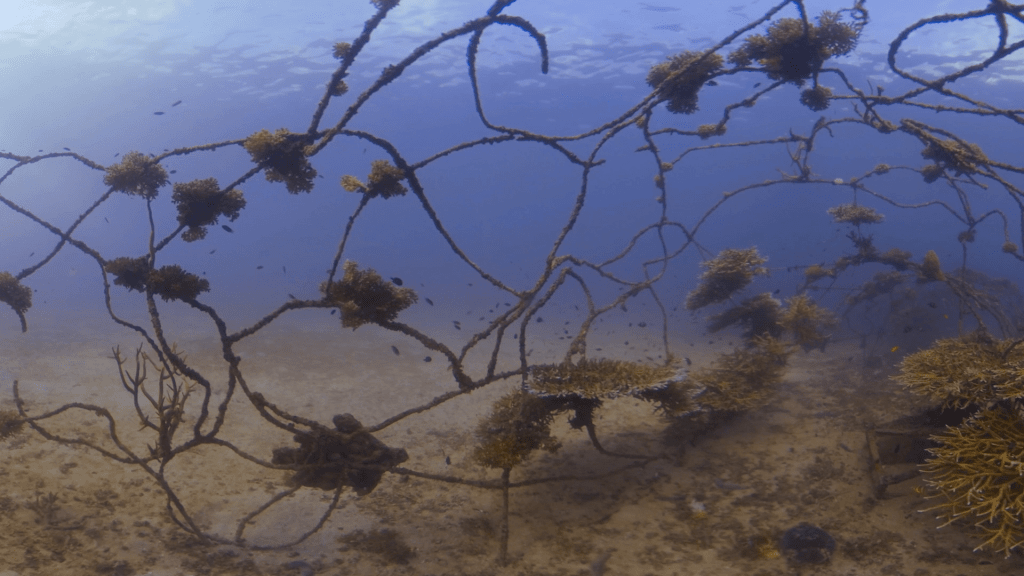 Coral Nursery: Artificial Reef Bloom