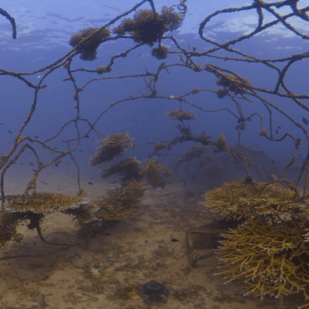 Coral Growth on Submerged Structure