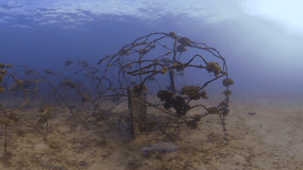 Coral Growth on Artificial Reef
