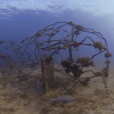 Coral Growth on Artificial Reef