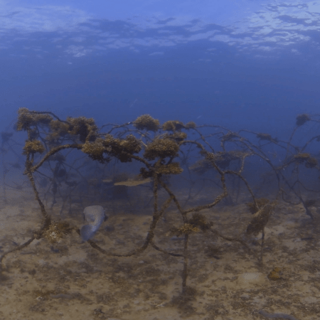 Puffer's Haven: Artificial Reef Life