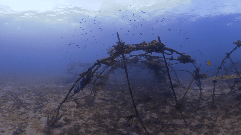 Coral City: Artificial Reef Bloom