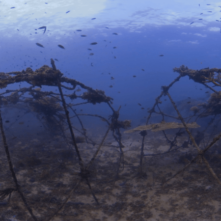 Artificial Reef Bloom