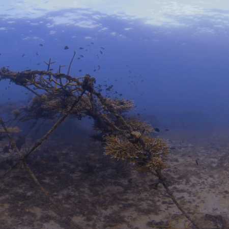 Coral Encrusted Artificial Reef Haven