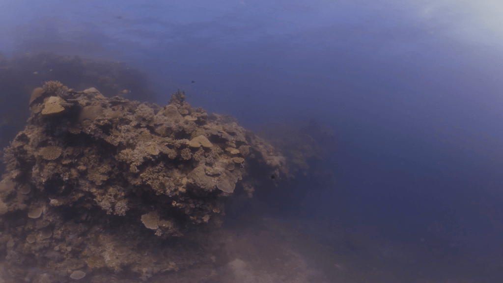 Coral Patch Approach